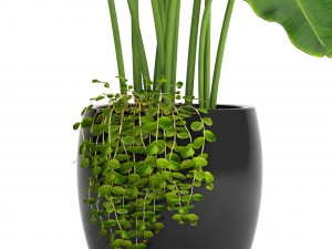 banana tree 3D 모델