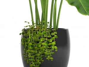 banana tree 3D Model