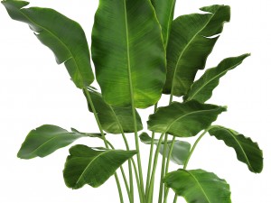 banana tree 3D 모델