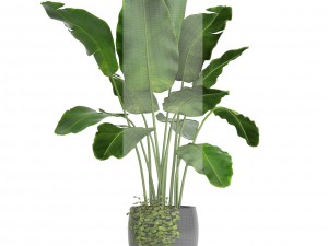 banana tree 3D 모델