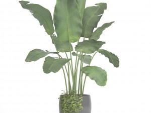 banana tree 3D 모델