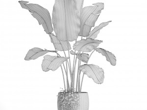 banana tree 3D 모델