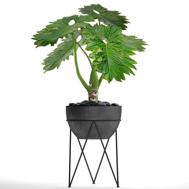 philodendron 3D 模型 .c4d .max .obj .3ds .fbx .stl .blend 
