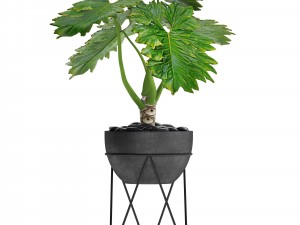 philodendron 3D Model