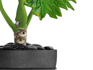 philodendron 3D Model