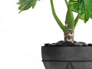 philodendron 3D 模型
