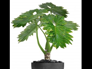 philodendron 3D 模型