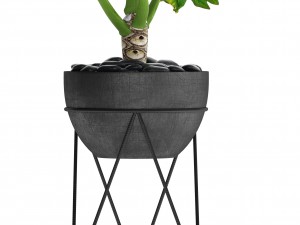 philodendron 3D 模型