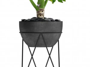 philodendron 3D Model