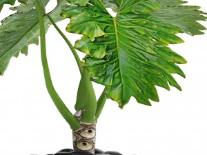 philodendron 3D Model