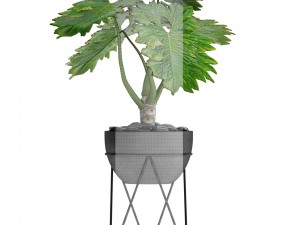 philodendron 3D 模型