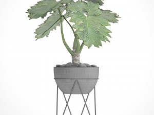 philodendron 3D 模型