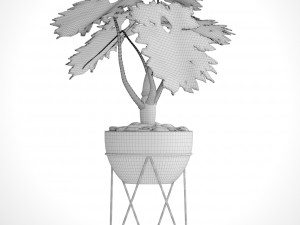 philodendron 3D 模型