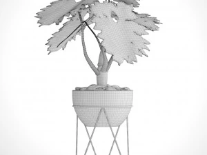 philodendron 3D Model