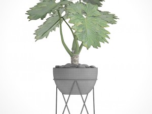 philodendron 3D 模型