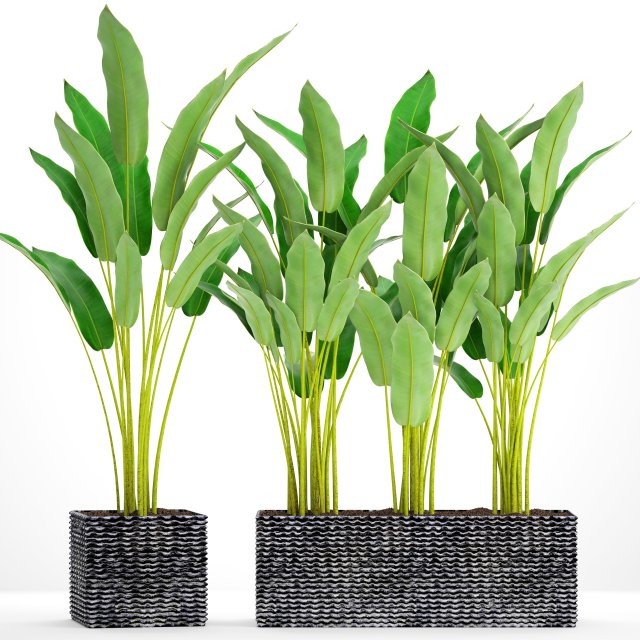 collection plants banana 3D Model .c4d .max .obj .3ds .fbx .stl .blend 