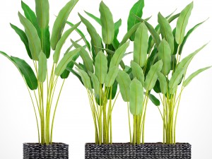 collection plants banana 3D 模型