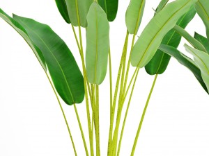 collection plants banana 3D Model