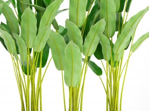 collection plants banana 3D Model