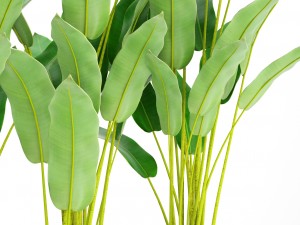 collection plants banana 3D Model