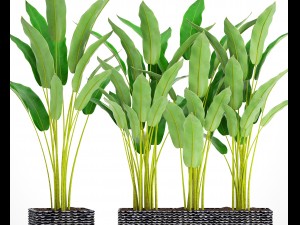 collection plants banana 3D Model