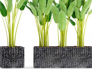 collection plants banana 3D Model