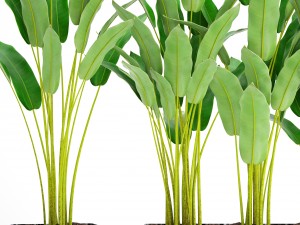 collection plants banana 3D Model