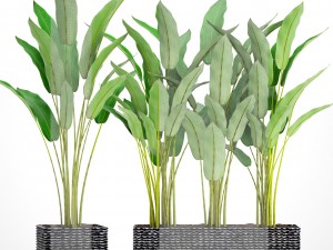 collection plants banana 3D Model