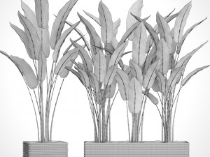 collection plants banana 3D Model