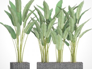 collection plants banana 3D Model