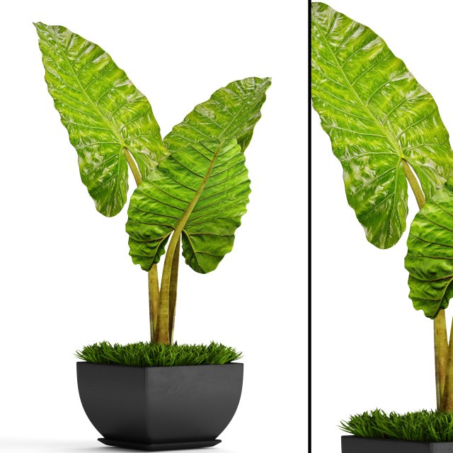 alocasia macrorrhiza Modello 3D .c4d .max .obj .3ds .fbx .stl .blend 