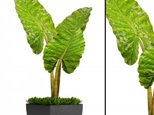 alocasia macrorrhiza 3D Model