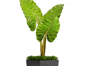 alocasia macrorrhiza 3D Model