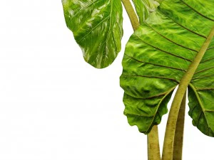 alocasia macrorrhiza 3D Model