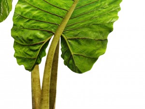 alocasia macrorrhiza Modello 3D
