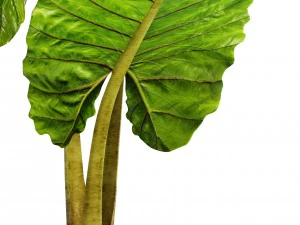 alocasia macrorrhiza 3D Model