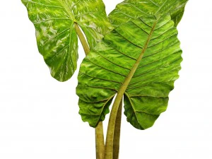 alocasia macrorrhiza 3D Model