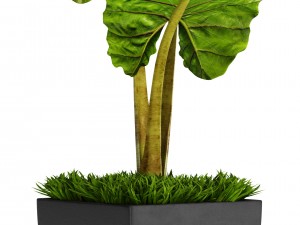 alocasia macrorrhiza Modello 3D