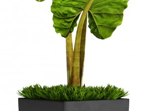 alocasia macrorrhiza 3D Model