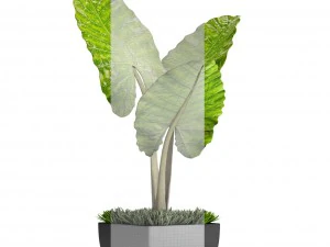 alocasia macrorrhiza 3D Model