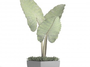 alocasia macrorrhiza Modello 3D