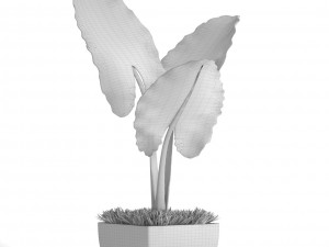 alocasia macrorrhiza Modello 3D