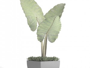 alocasia macrorrhiza Modello 3D