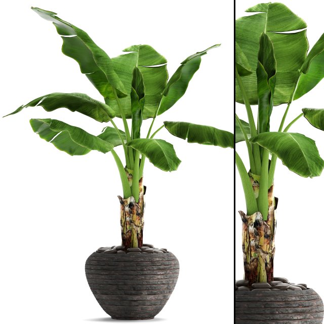 banana tree 3D Model .c4d .max .obj .3ds .fbx .stl .blend 