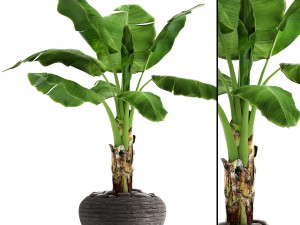 banana tree 3D 모델