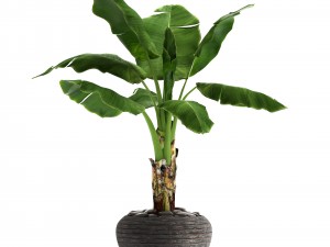 banana tree 3D Model