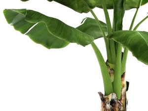 banana tree 3D Model