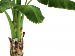 banana tree 3D Model