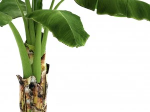 banana tree 3D Model