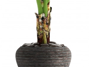 banana tree 3D Model
